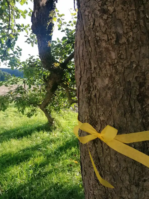 Landkreis Ravensburg setzt ein Zeichen gegen Lebensmittelverschwendung: Aktion „Gelbes Band“ lädt zum Pflücken an Obstbäumen und Sträuchern ein